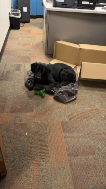 Sammi taking a well deserved break with her favorite chew toy